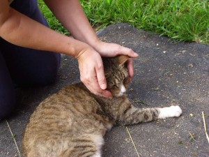 PetsCatREIKI 031